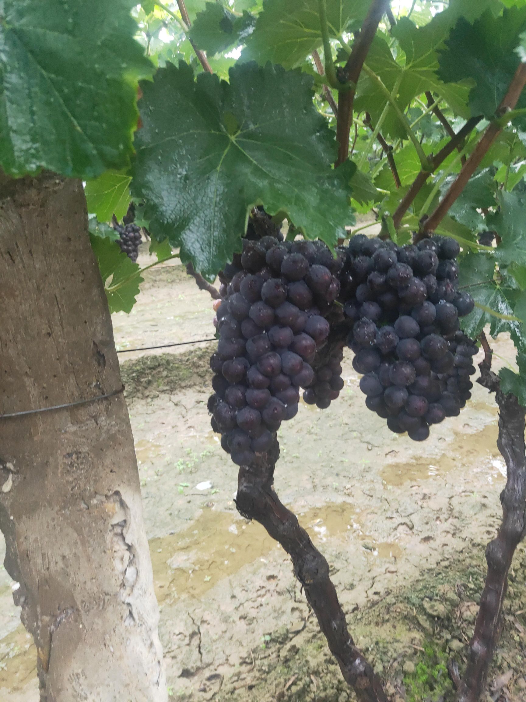 陕西渭南基地直发京亚葡萄  兴化王葡萄大量上市中，口感好，