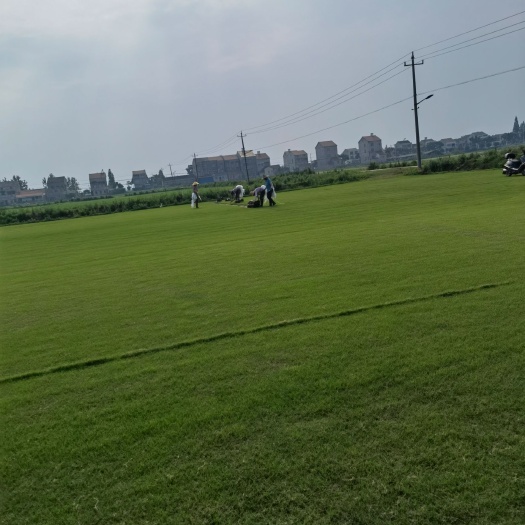 江陵县 精品百慕大草坪