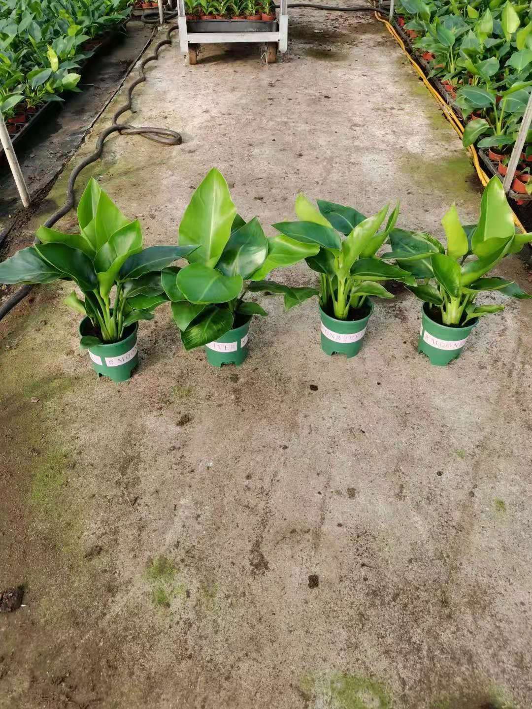 天堂鸟盆栽批发