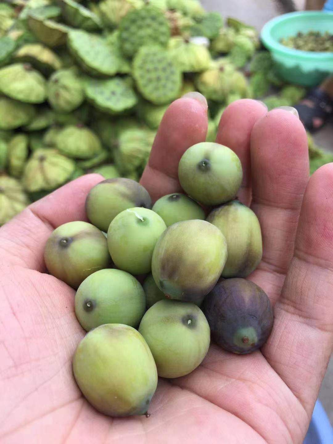 新鲜莲子，草莲，红莲，白莲