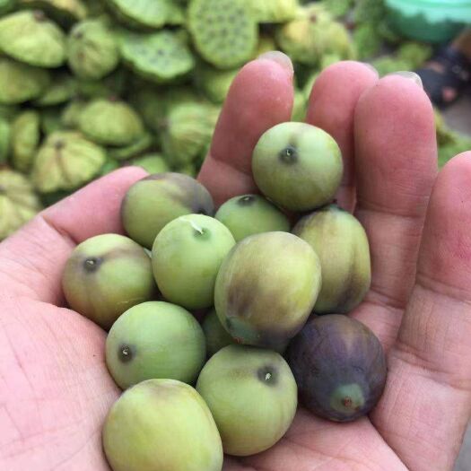 宁都县新鲜莲子，草莲，红莲，白莲