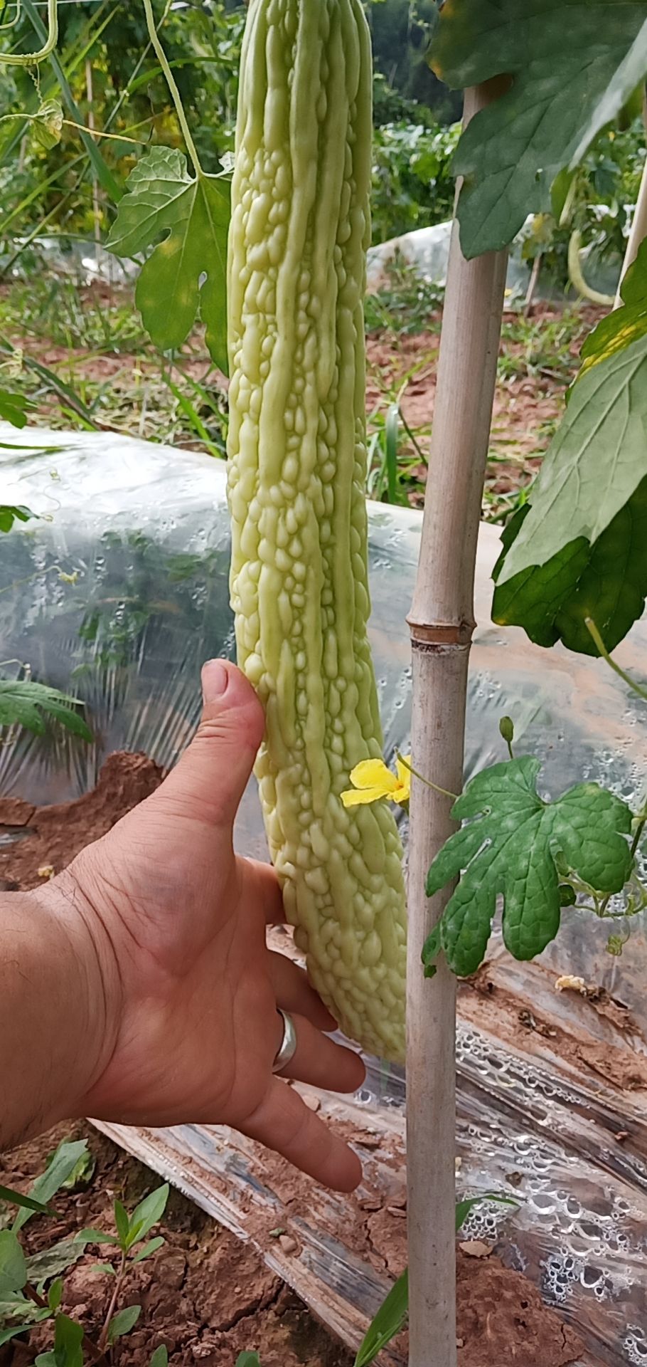  线椒  苏椒  苦瓜  丝瓜  南瓜   冬瓜 大量上市