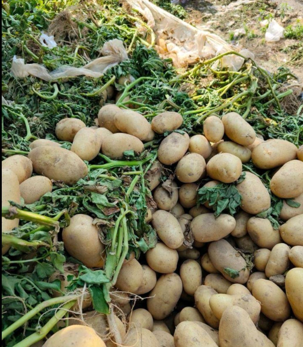 荷兰土豆货源充足产地直销价格便宜质量保证