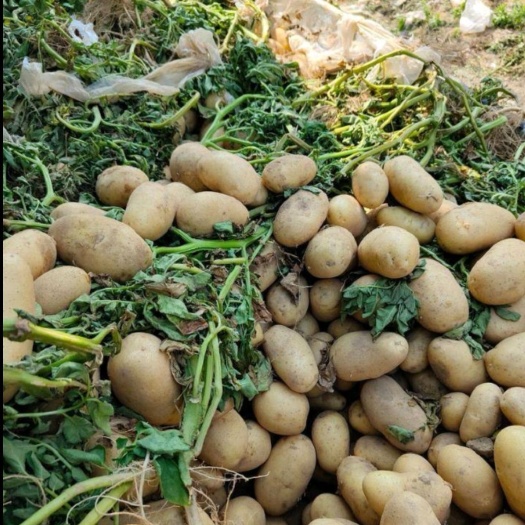通许县荷兰土豆货源充足产地直销价格便宜质量保证