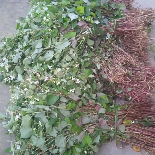 奉节 鱼腥草野生干货