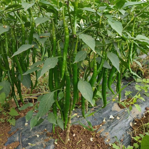 镇雄县贵州3号线椒，基地直供