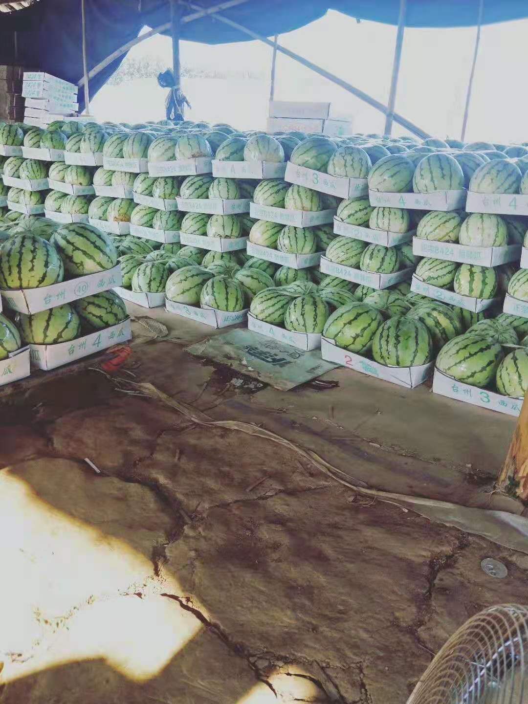 美都西瓜  美都上市，香甜可口，质量保证，欢迎订购。