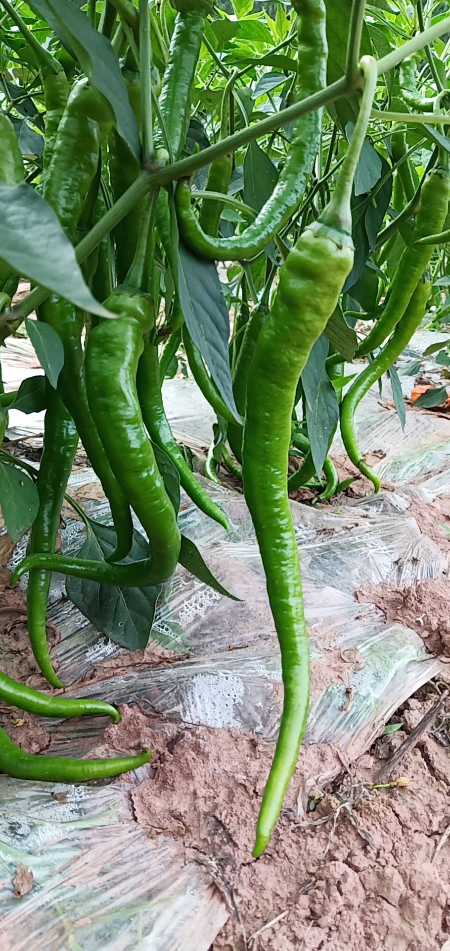  线椒  苏椒  苦瓜  丝瓜  南瓜   冬瓜 大量上市