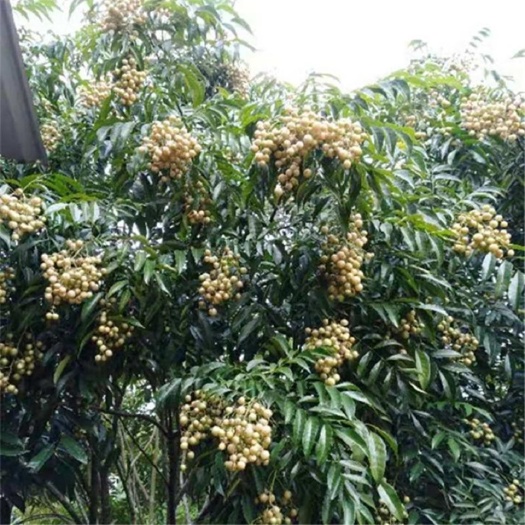 黄皮果  鸡皮果，山黄皮