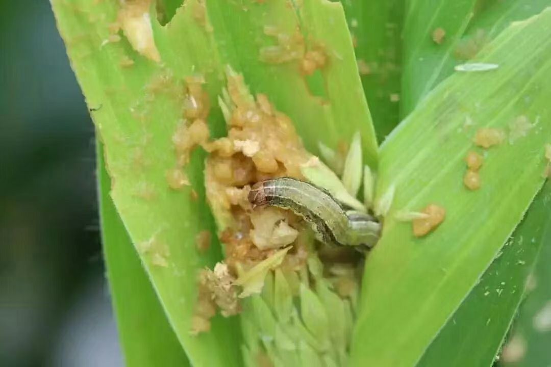 杀虫剂12%甲维虫螨腈20克5%虱螨脲20克三证二维码批