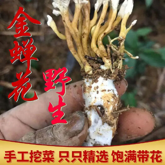 亳州新货蝉花金蝉花虫草冬虫夏草知了花金蟾花金婵花煲汤泡酒