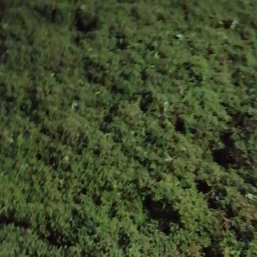 渭南华州花椒，青花椒，大红袍狮子头黄盖花椒鲜椒，配备冷库打冷