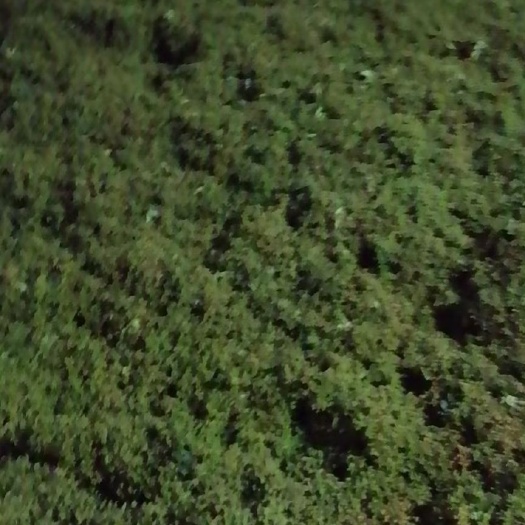 渭南渭南华州花椒，青花椒，大红袍狮子头黄盖花椒鲜椒，配备冷库打冷