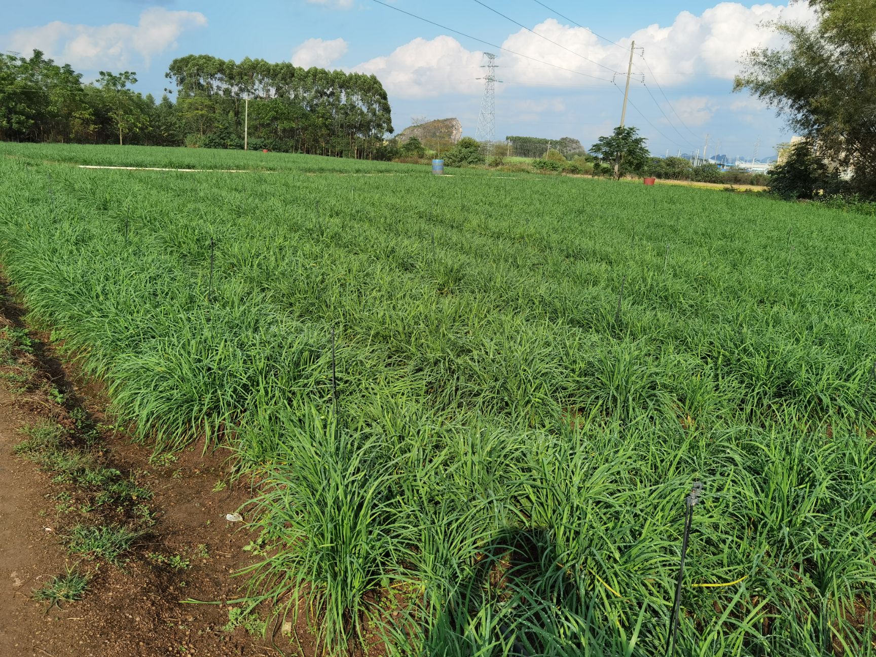 韭莲 韭苔种苗现苗供应