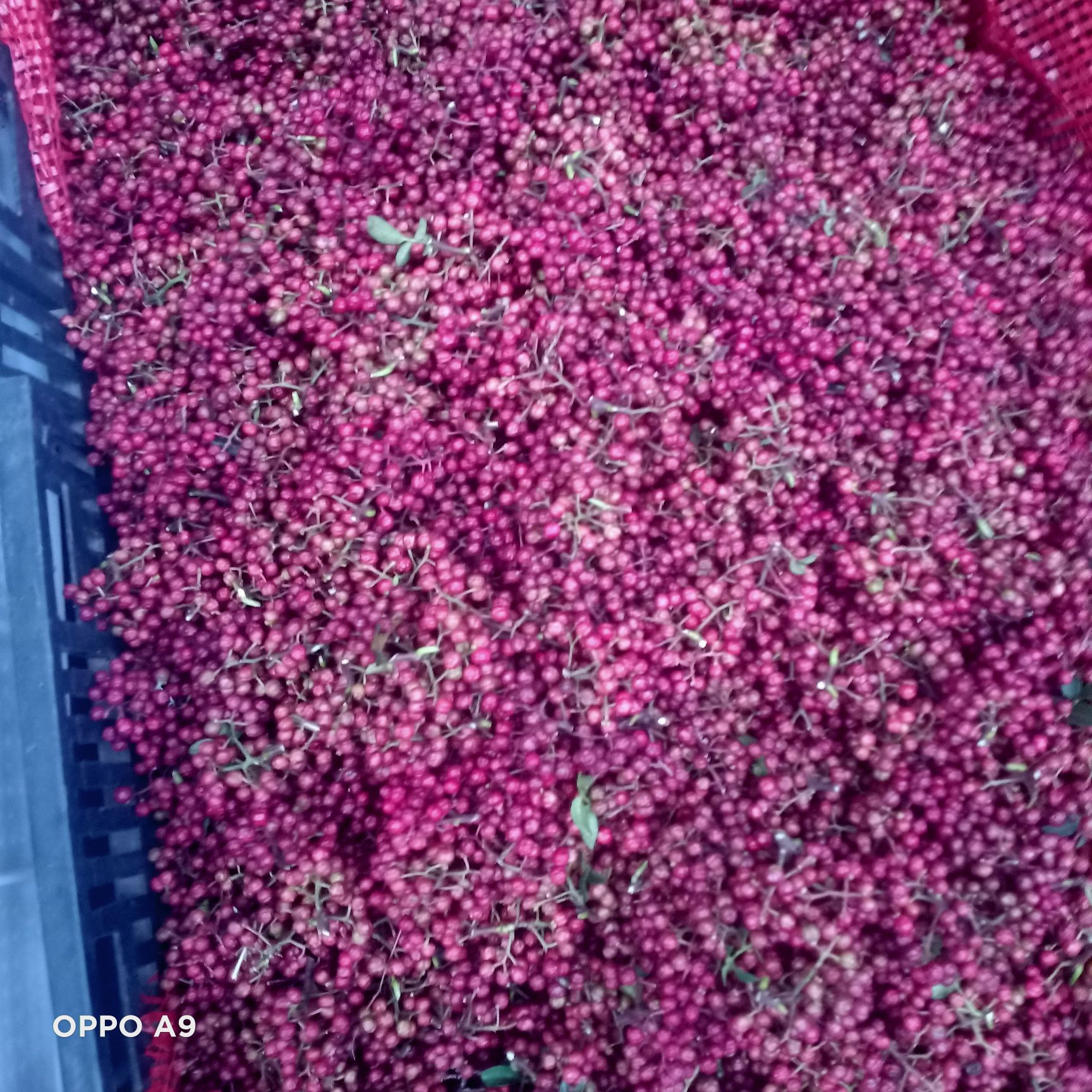 红花椒 贵州省毕节市纳雍县 一级 鲜花椒