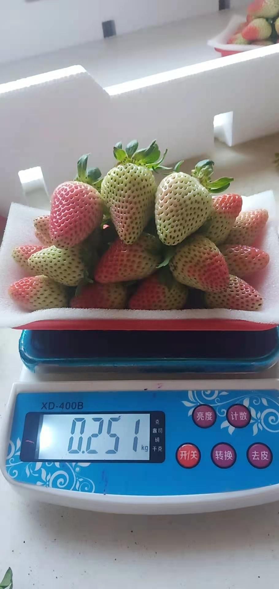 蒙特瑞草莓应季鲜草莓，产地直销