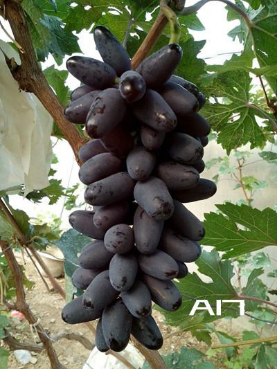 饶阳县河北A17品种葡萄批发销售