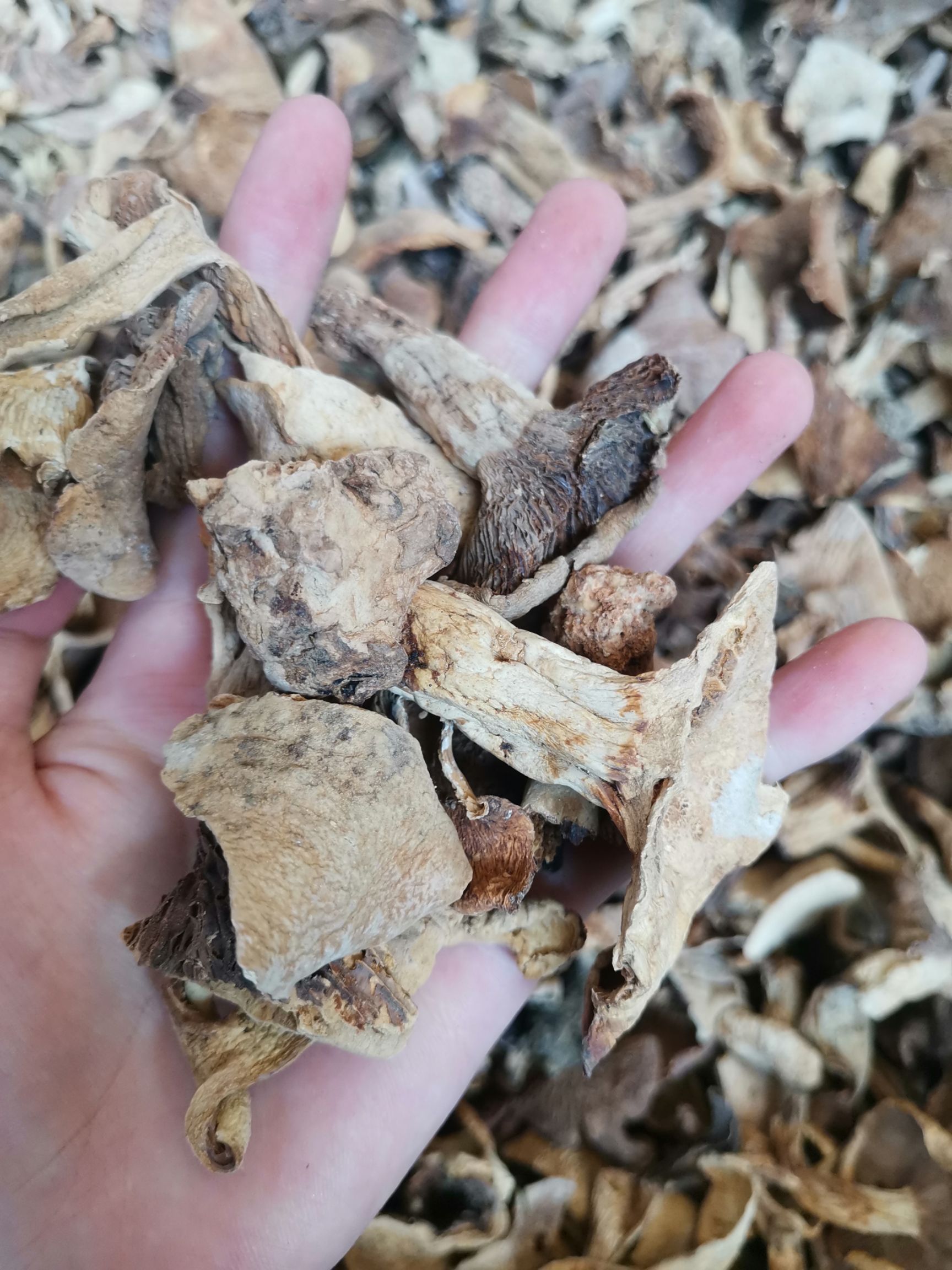 干货 牛肝菌 菌汤包 黑牛肝菌 黄牛肝菌