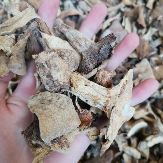 武汉干货 牛肝菌 菌汤包 黑牛肝菌 黄牛肝菌
