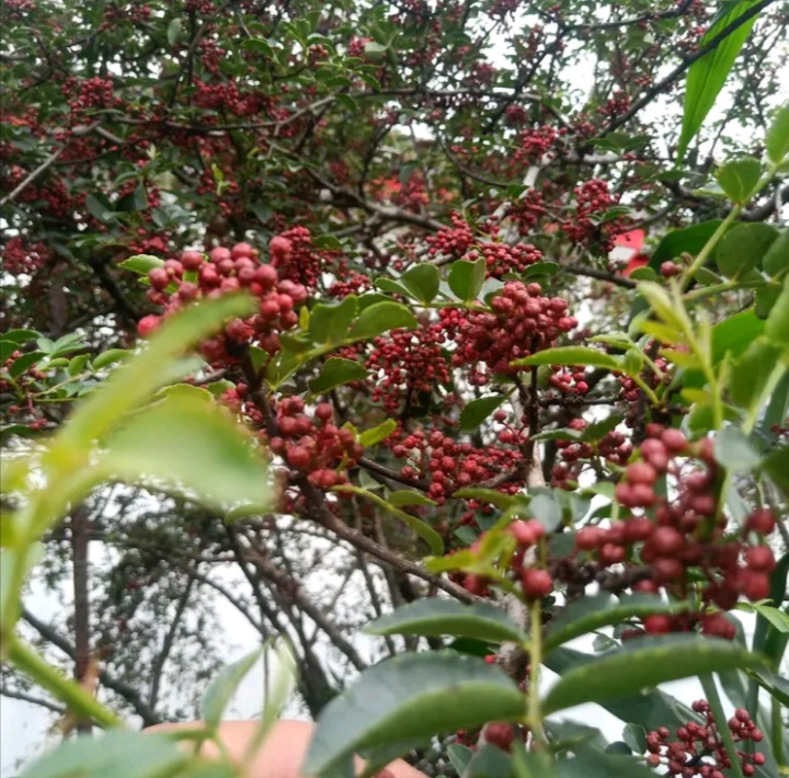 花椒大红袍花椒颗粒大且饱满无杂质味香而麻