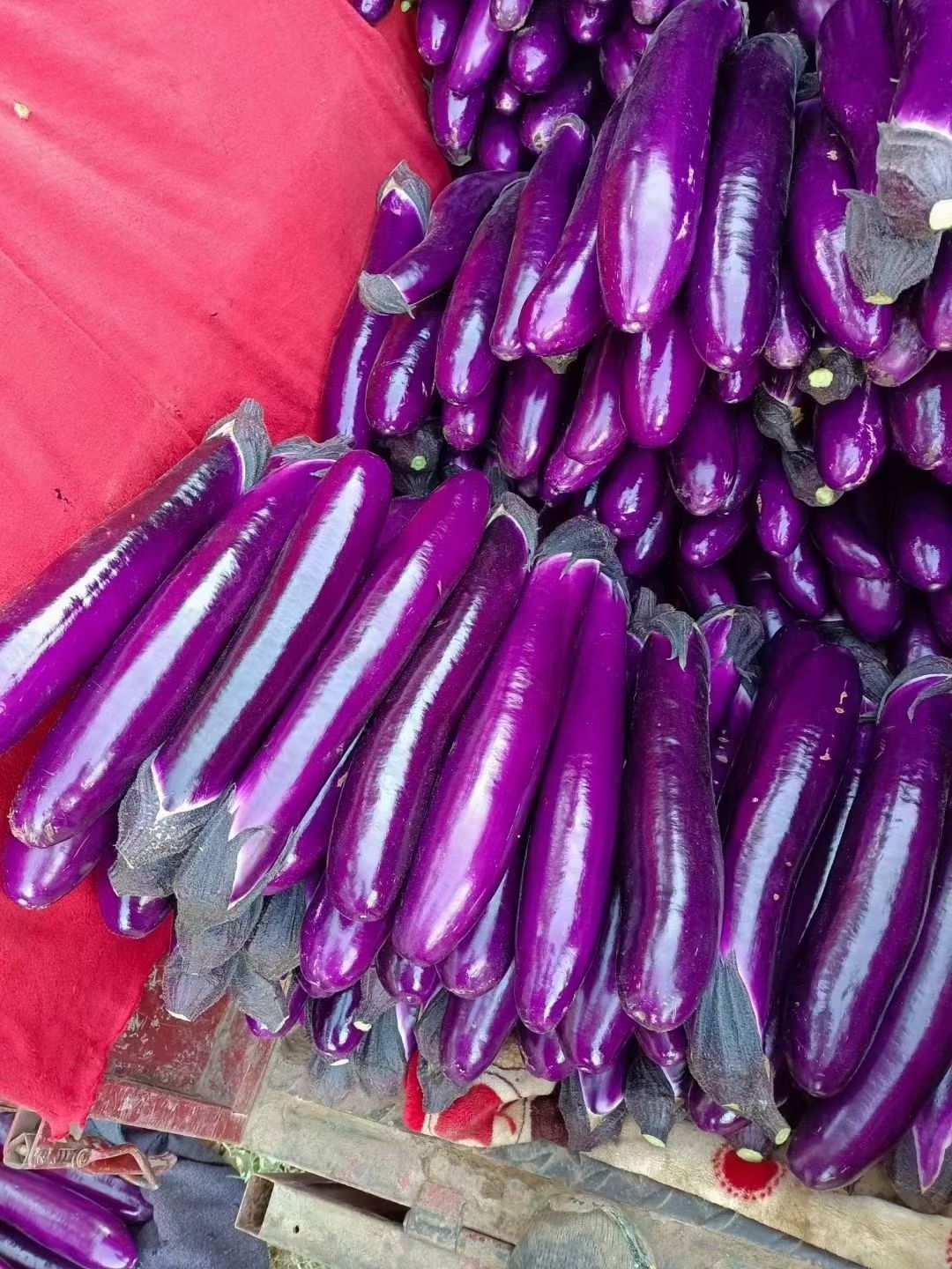 博爱县紫长茄  河南紫棒茄子，广茄，大量有货供应。量大质优支持视