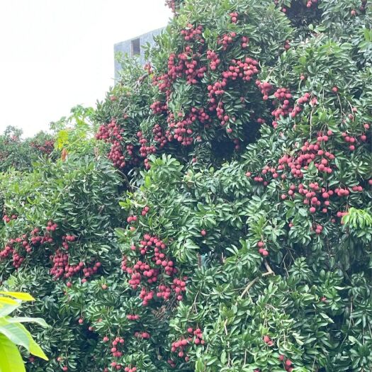 桂平市禾荔荔枝  社坡荔枝
