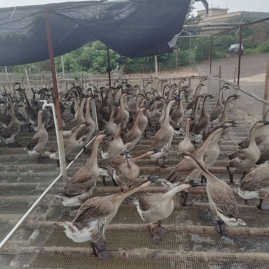 肇庆100天马岗鹅150只6-7斤
