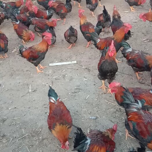 阜新麻鸡 卖鸡