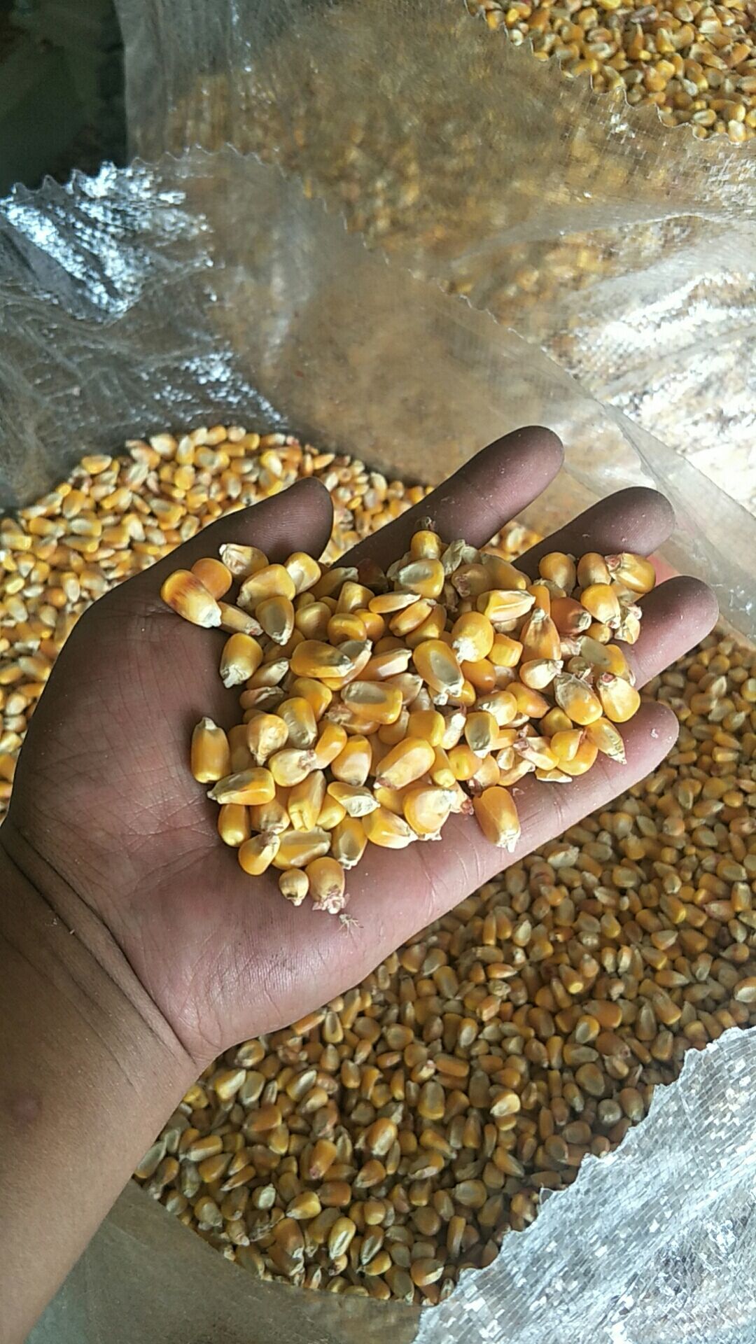 干玉米  陕北自然风干过筛玉米容重740,水分14以内,霉变无