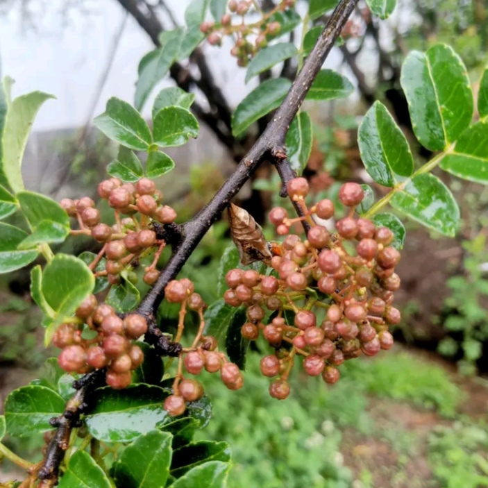 花椒大红袍花椒颗粒大且饱满无杂质味香而麻