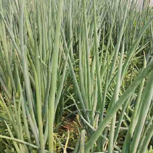 介休市 大葱
