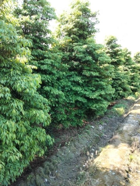 都江堰市细叶楠木 金丝楠木