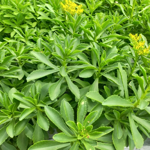 钟山县救心菜 费菜