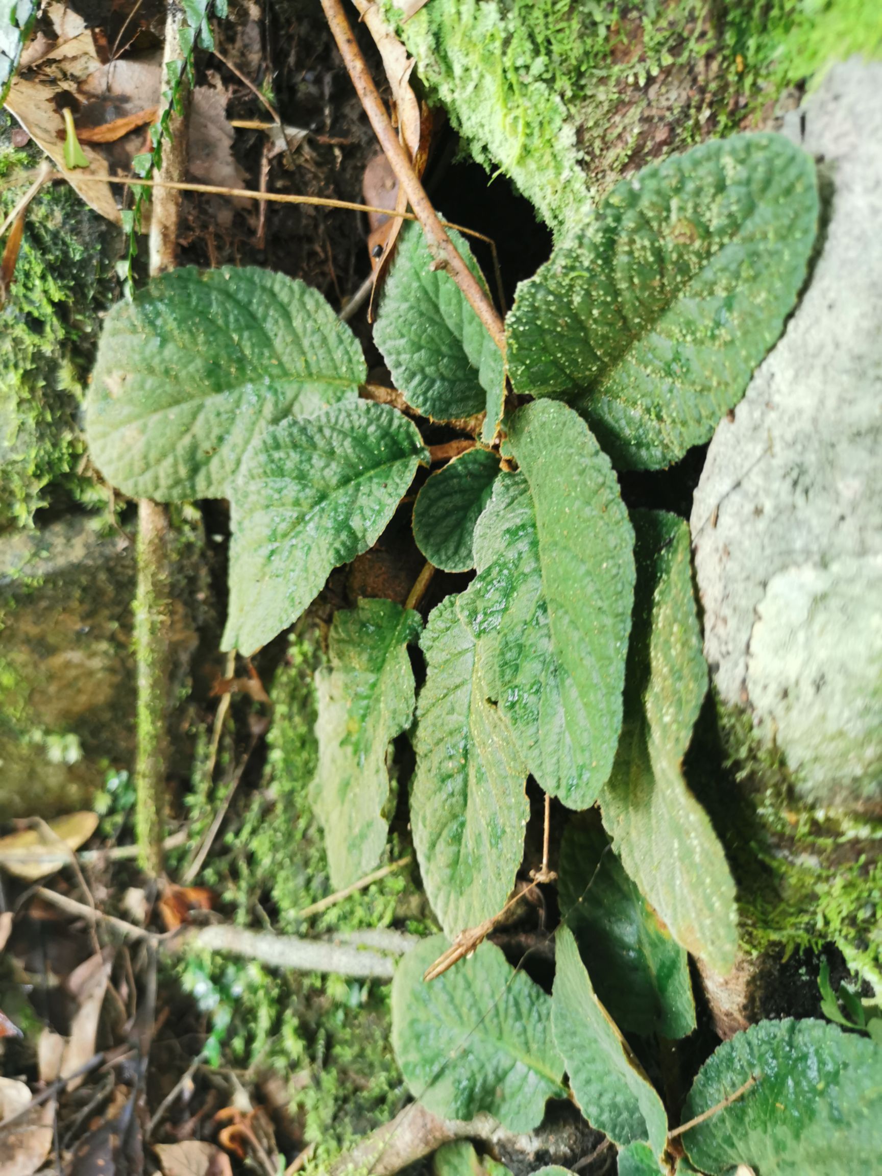 石上柏 大叶石上莲