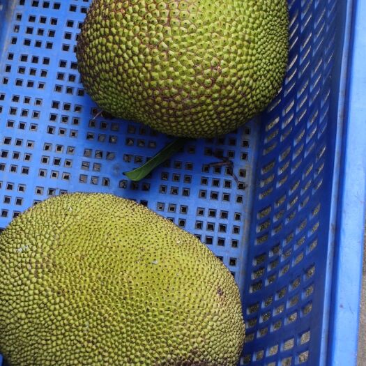 化州市菠萝蜜