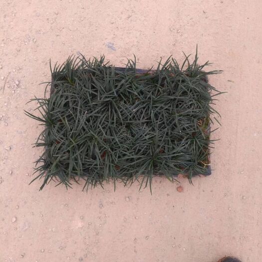 揭阳 玉龙草种植于大树旁，好看，代替草