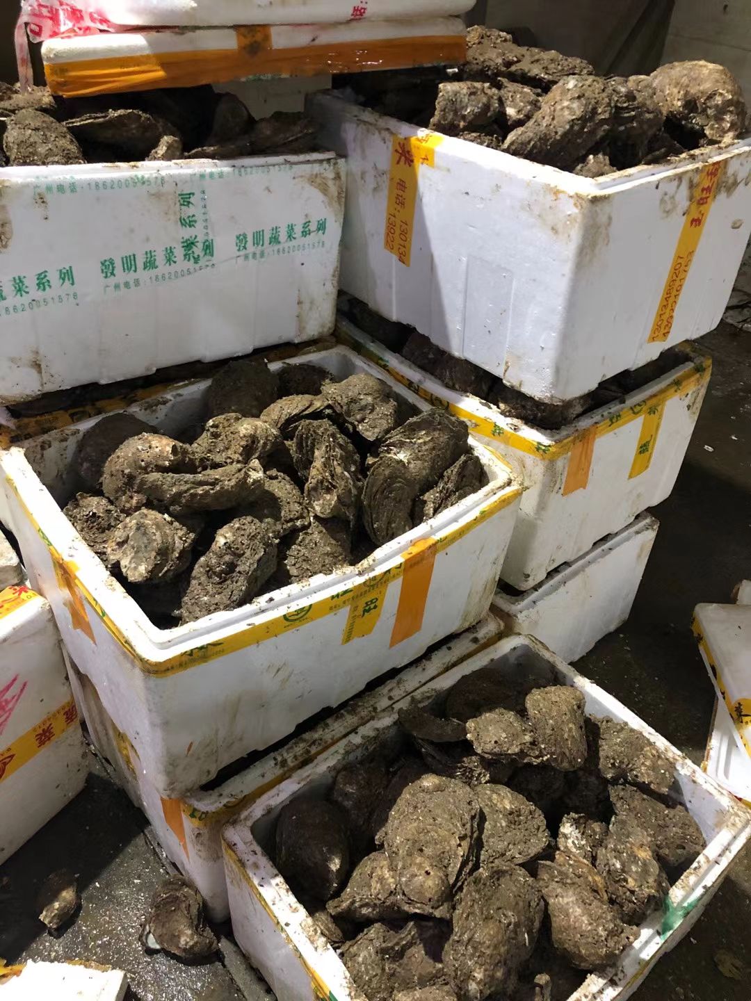 珍珠蚝 生蚝