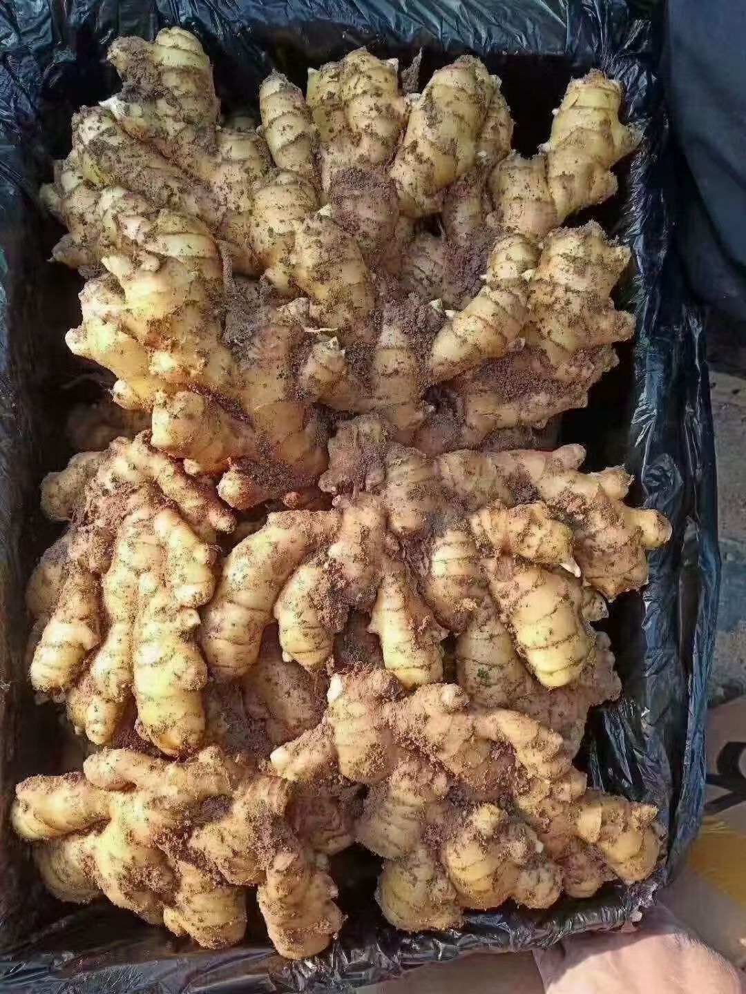 山东生姜大黄姜价格大黄姜产地批发