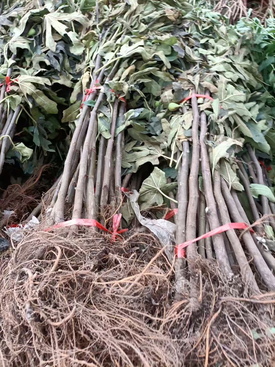 苹果种子 各种果树苗，需要联系量大优惠。