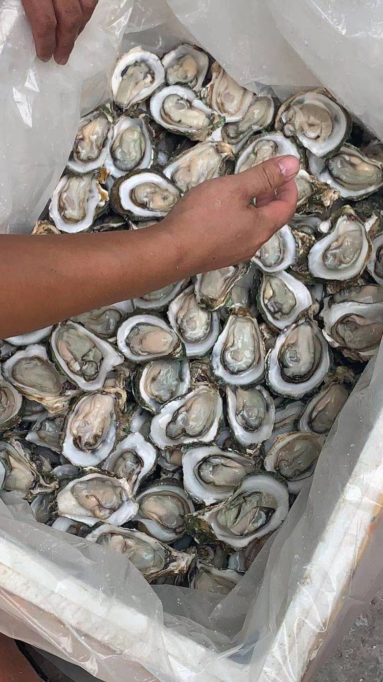 珍珠蚝 生蚝