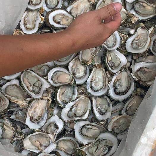 海口珍珠蚝 生蚝