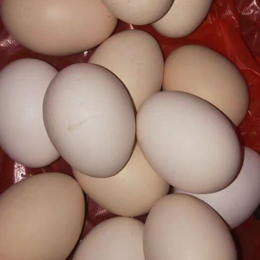 阳西县 靓点鸡蛋，数量包装，详谈