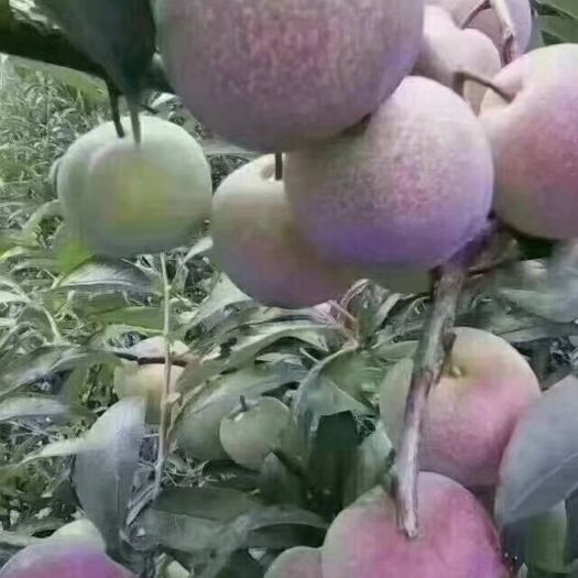 屏山县半边红李子  自产自销，口感超甜，果大，价格便宜欢迎各地老板前来选购