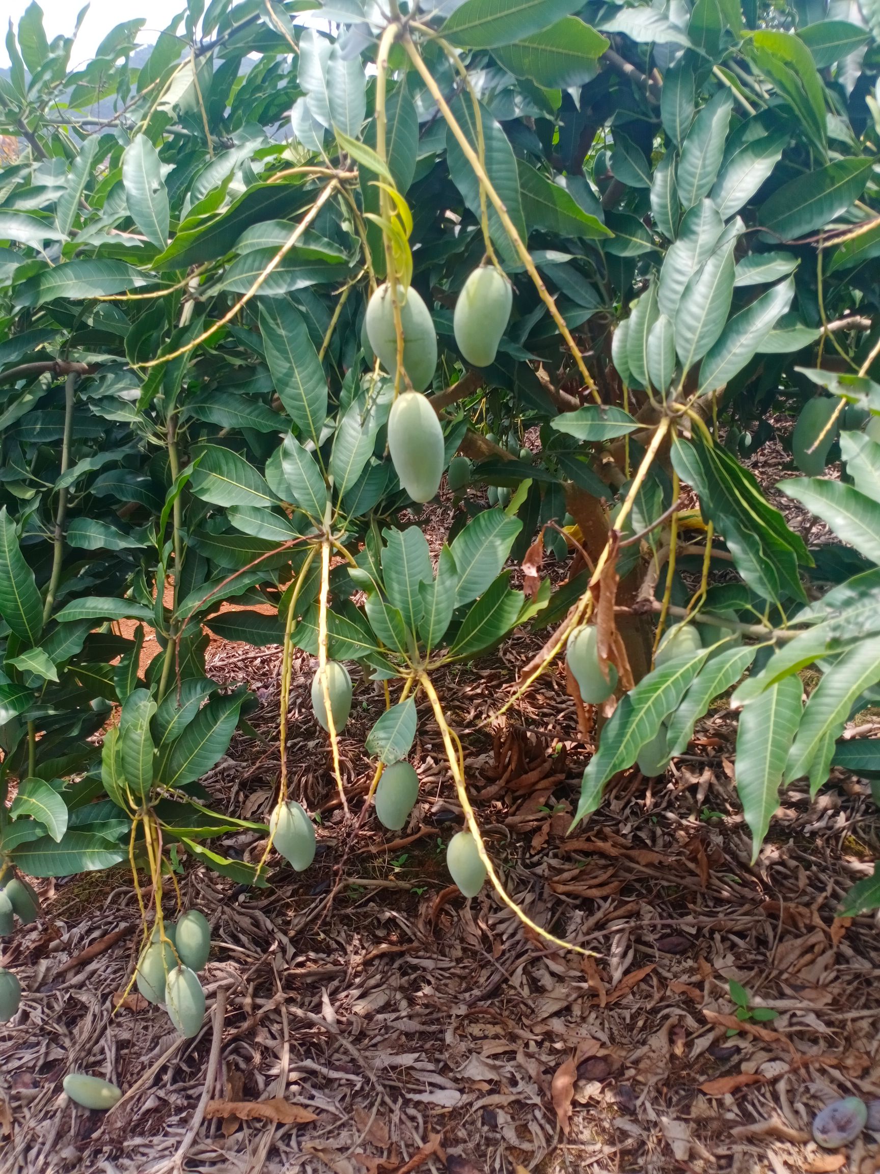  广西桂七芒果，口感好，甜度高，深受广大市民的喜爱和认可