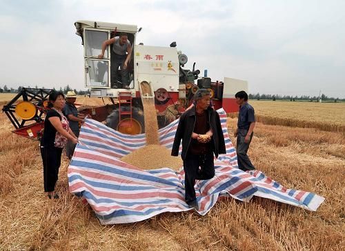 当季新货带皮小麦可酿酒发芽大量现货批发五谷杂粮原料河南小麦