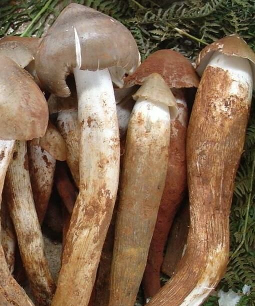 禄丰市云南野生黑皮黄皮鸡枞菌，现货现发(骨朵)新鲜发货