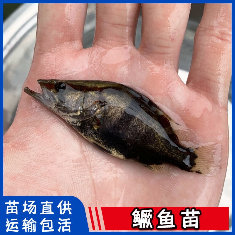 黄尾鲴鱼苗  黄尾鱼苗红尾鱼苗黄尾密鲴苗黄姑子黄尾巴