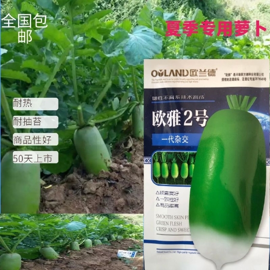 泌阳县白萝卜种子  欧雅2号~ 杂交品种萝卜种子，耐热 一致性好，