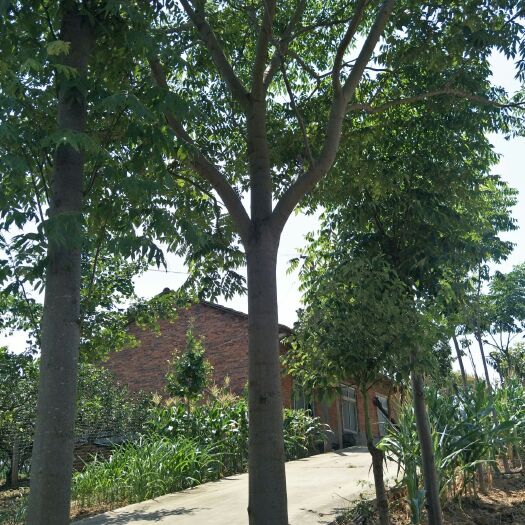 荆州南栾  栾树