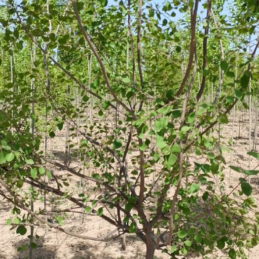 菏泽5公分精品黄栌